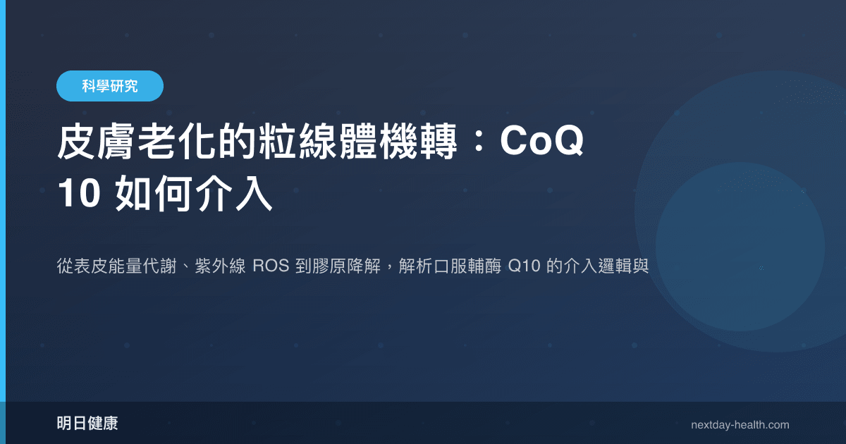 皮膚老化的粒線體機轉：CoQ10 如何介入