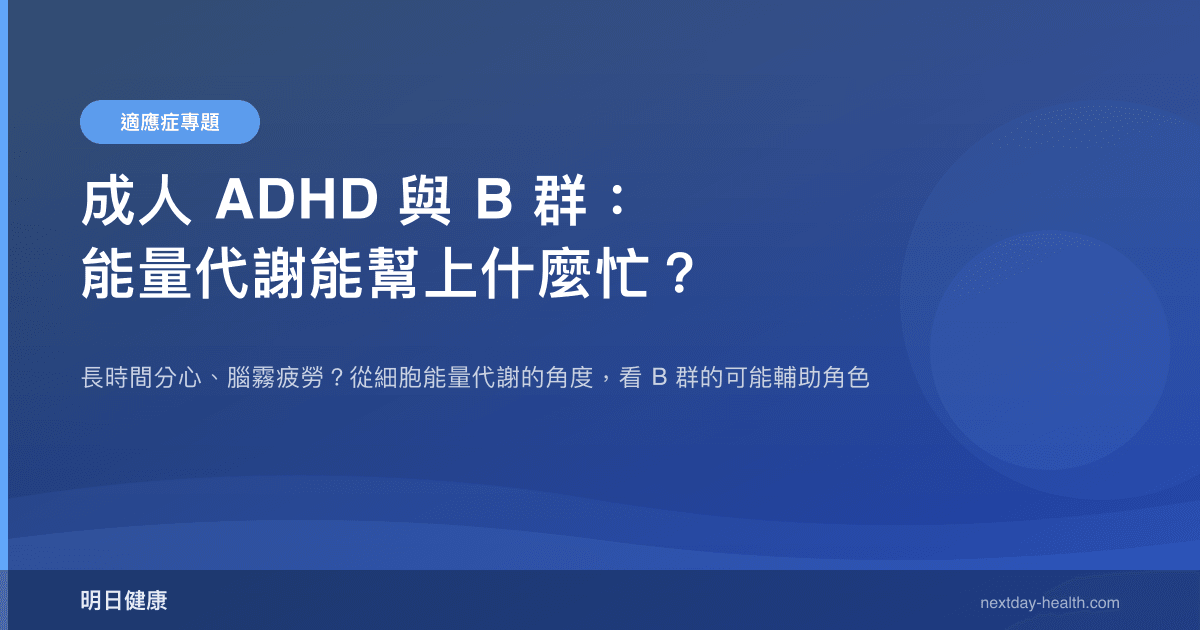 成人 ADHD 與 B 群：能量代謝能幫上什麼忙？
