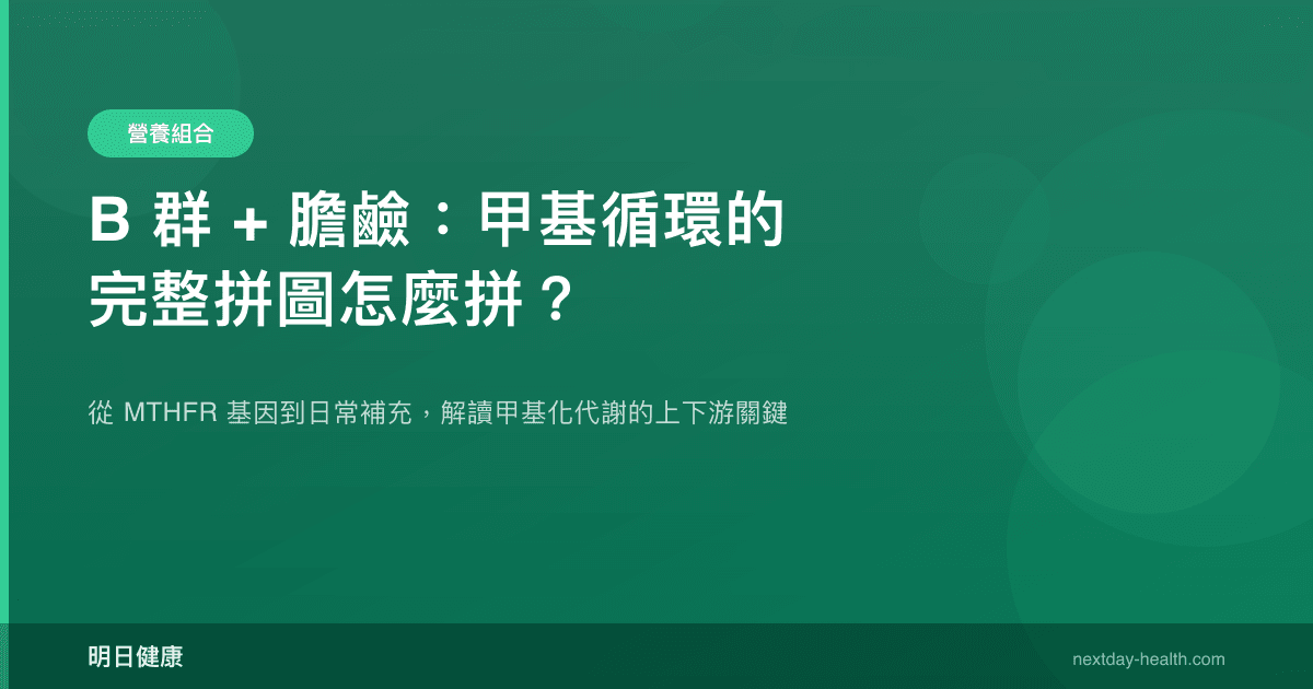 B 群 + 膽鹼：甲基循環的完整拼圖怎麼拼？