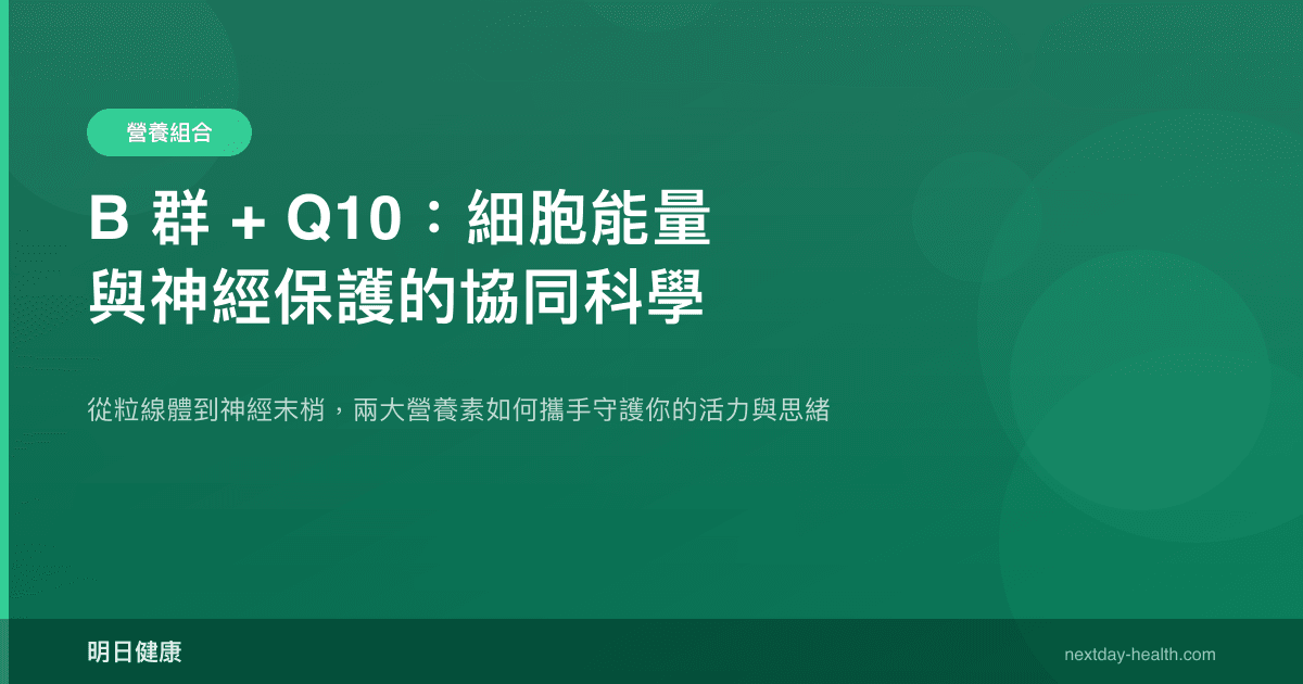 B 群 + Q10：細胞能量與神經保護的協同科學