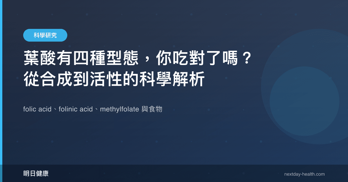 葉酸有四種型態，你吃對了嗎？從合成到活性的科學解析
