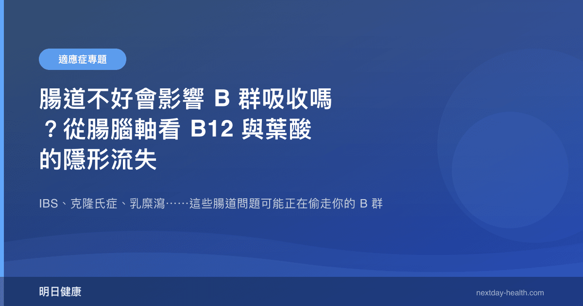 腸道不好會影響 B 群吸收嗎？從腸腦軸看 B12 與葉酸的隱形流失