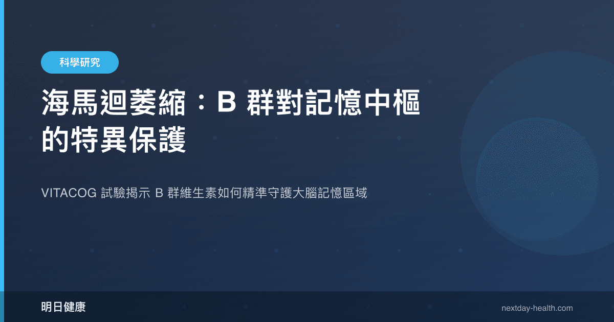 海馬迴萎縮：B 群對記憶中樞的特異保護