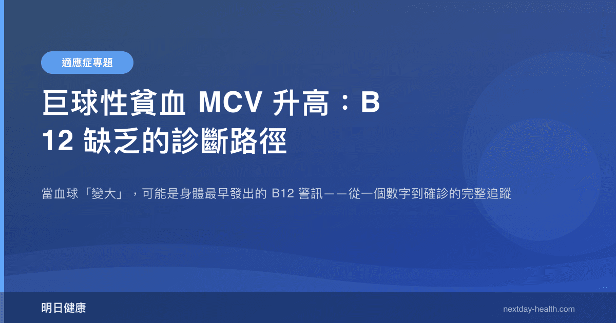 巨球性貧血 MCV 升高：B12 缺乏的診斷路徑