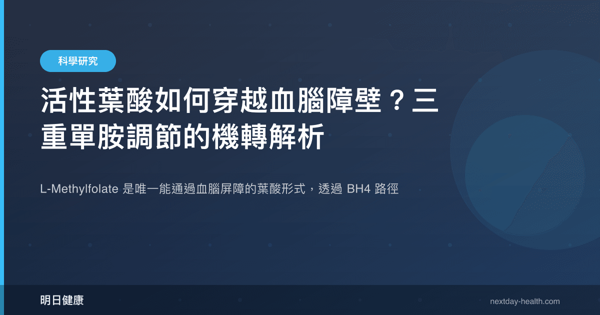 活性葉酸如何穿越血腦障壁？三重單胺調節的機轉解析