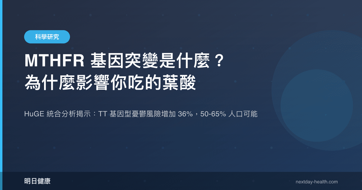 MTHFR 基因突變是什麼？為什麼影響你吃的葉酸