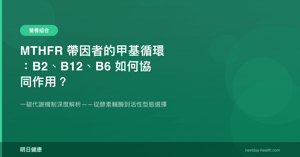 MTHFR 帶因者的甲基循環：B2、B12、B6 如何協同作用？
