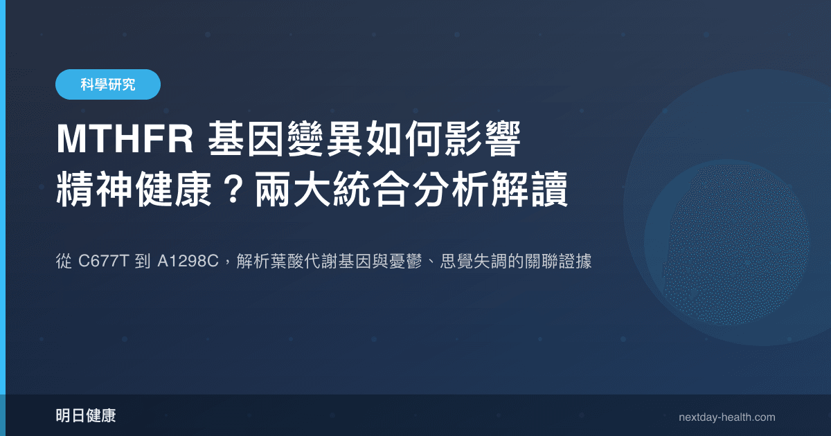 MTHFR 基因變異如何影響精神健康？兩大統合分析解讀