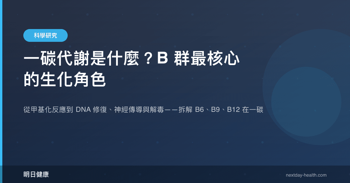 一碳代謝是什麼？B 群最核心的生化角色