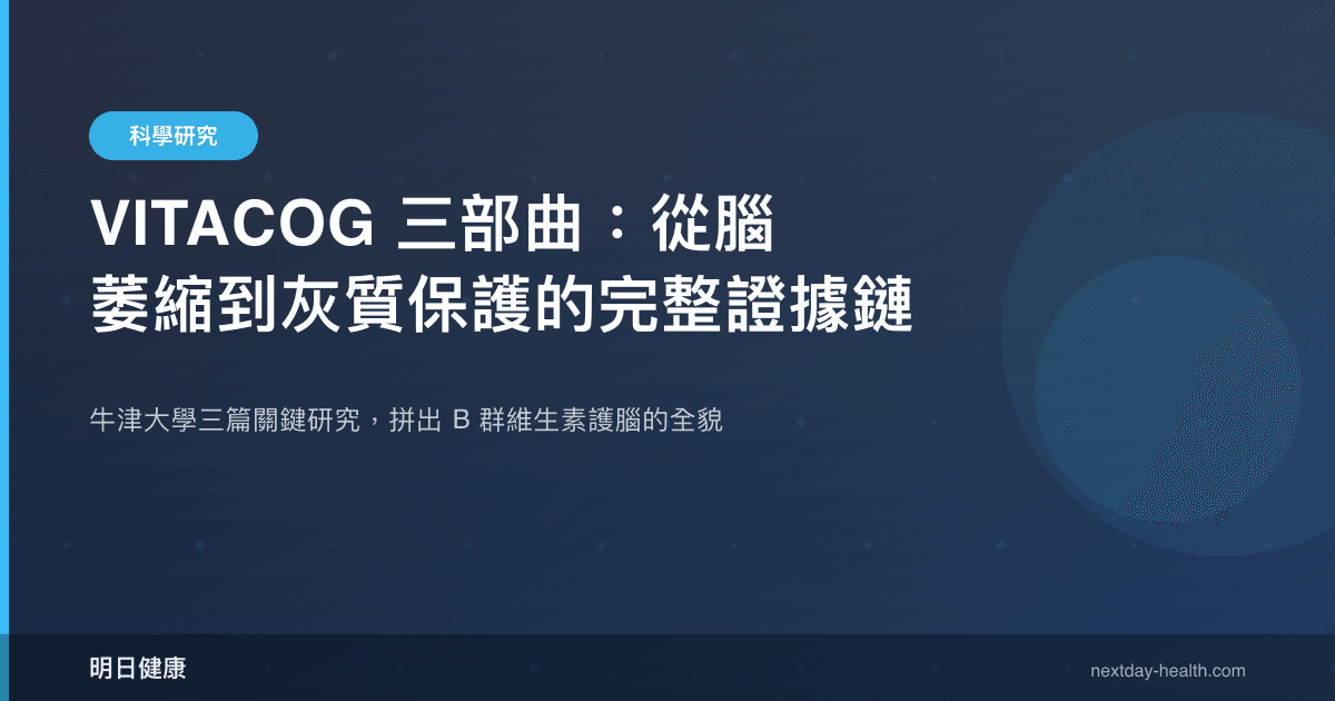 VITACOG 三部曲：從腦萎縮到灰質保護的完整證據鏈